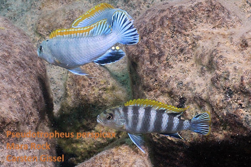 Pseudotropheus perspicax 'Mara Rocks'